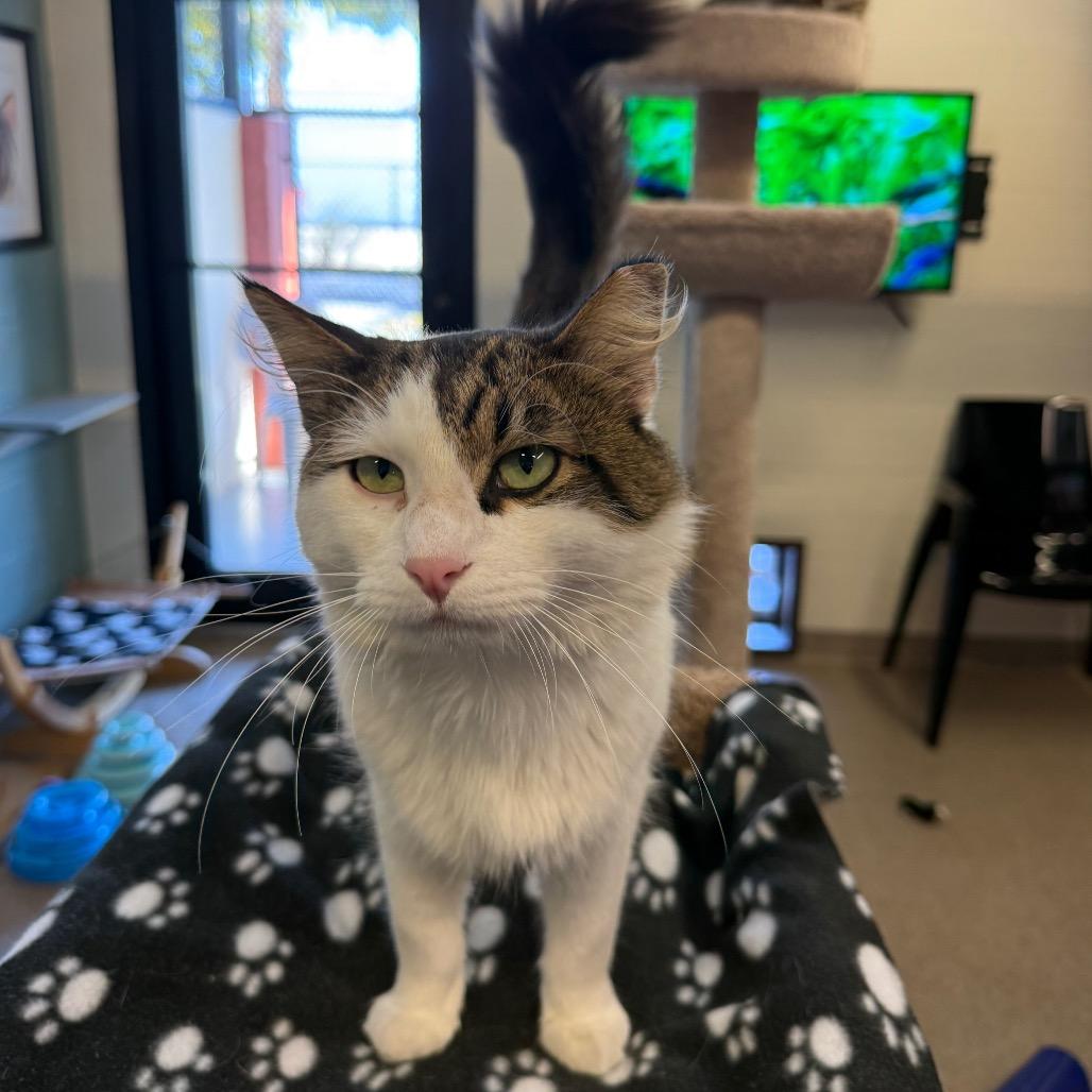 Enlarge Tanner, a Adoptable Domestic Medium Hair in Sarasota, FL image 6/6