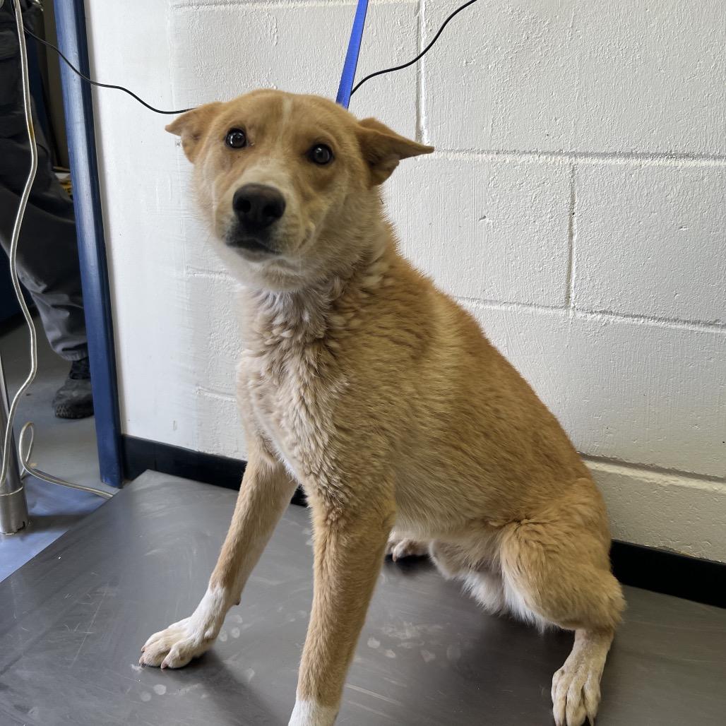 Enlarge (CCSO) Pedro Pascal, a Adoptable Husky in Douglas, AZ image 1/1