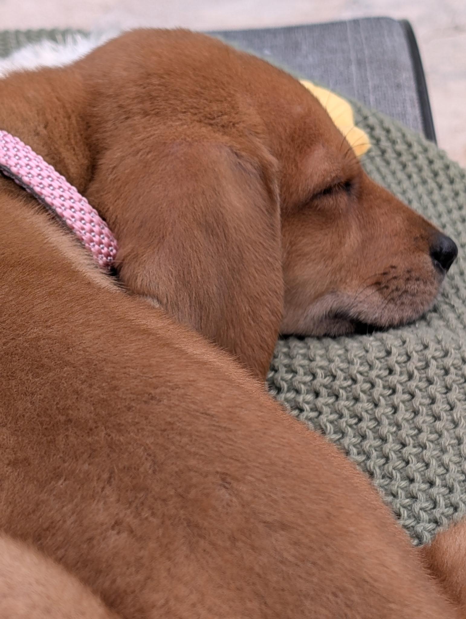 Enlarge Ambrosia , an adopted mixed breed in St. Augustine, FL image 3/4