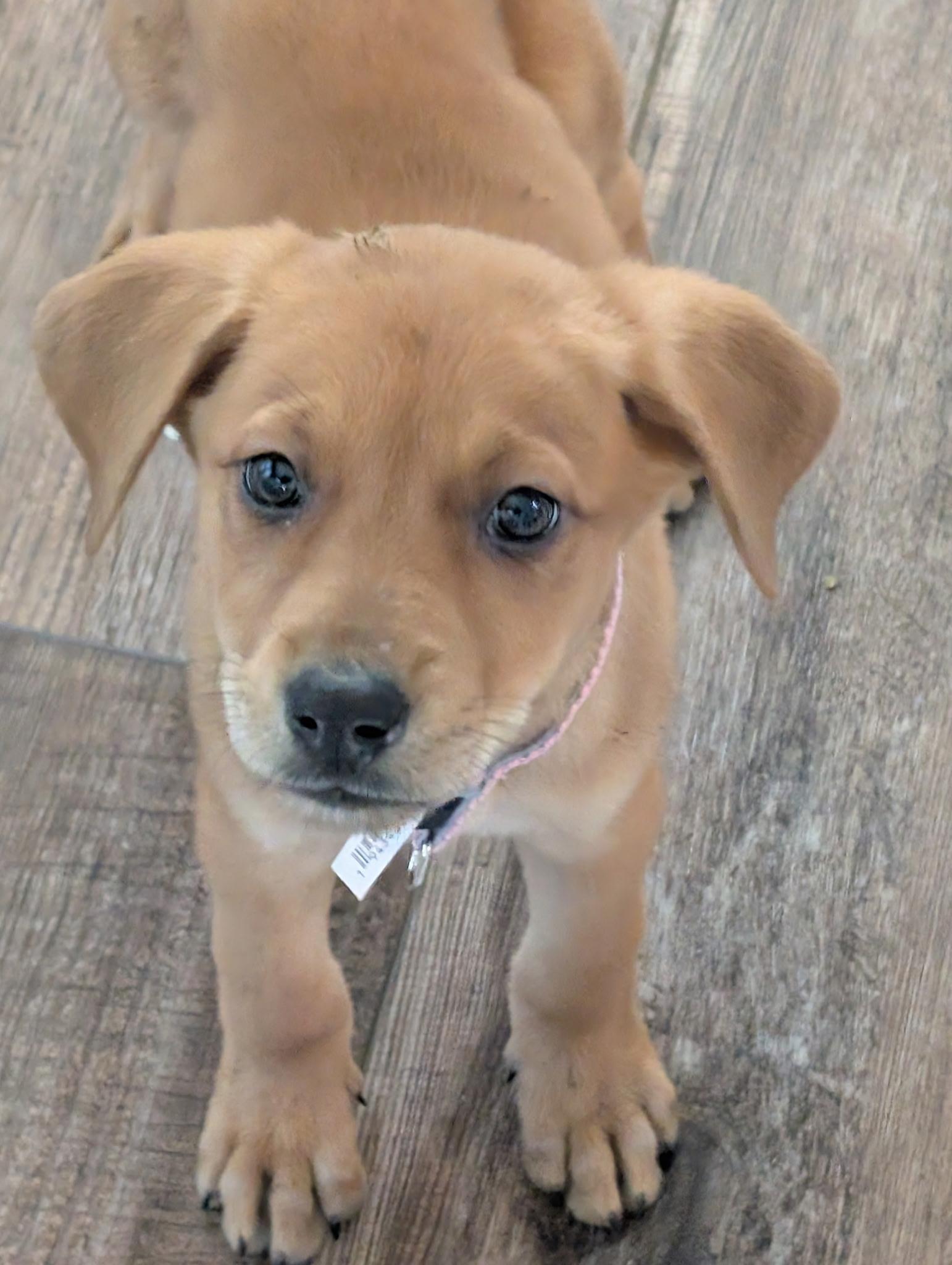 Enlarge Ambrosia , an adopted mixed breed in St. Augustine, FL image 1/4