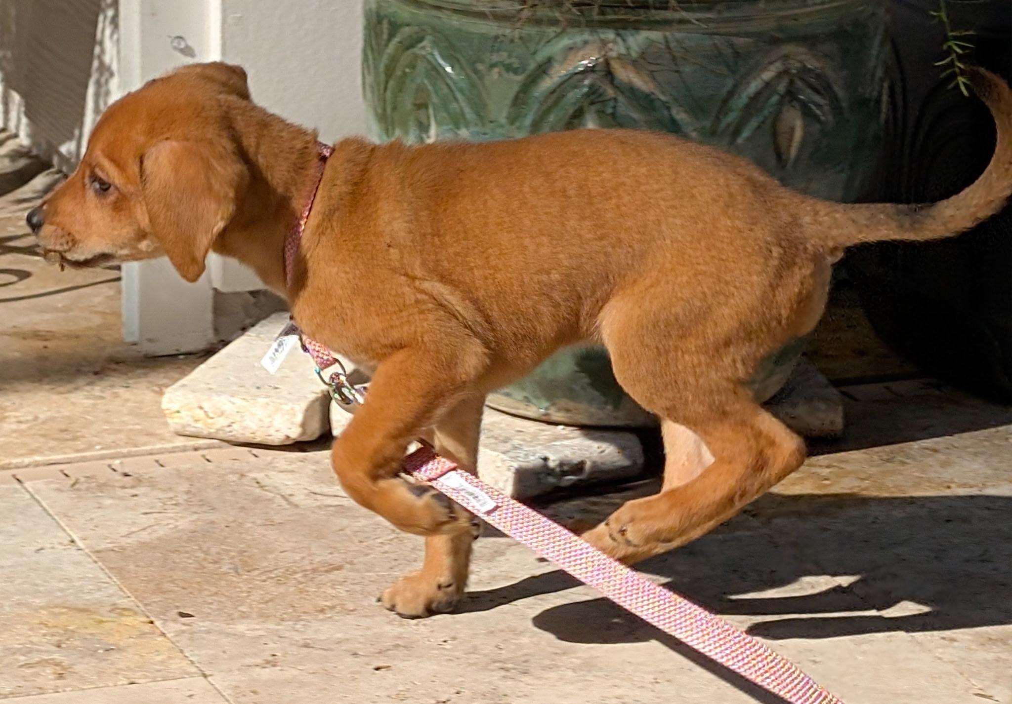 Enlarge Ambrosia , an adopted mixed breed in St. Augustine, FL image 4/4