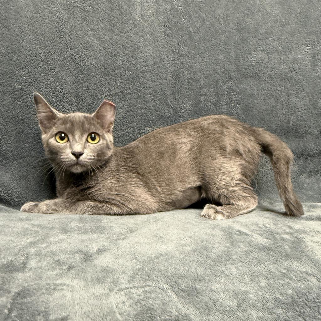 Felidae, a Adoptable mixed breed in Brenham, TX image 4/6