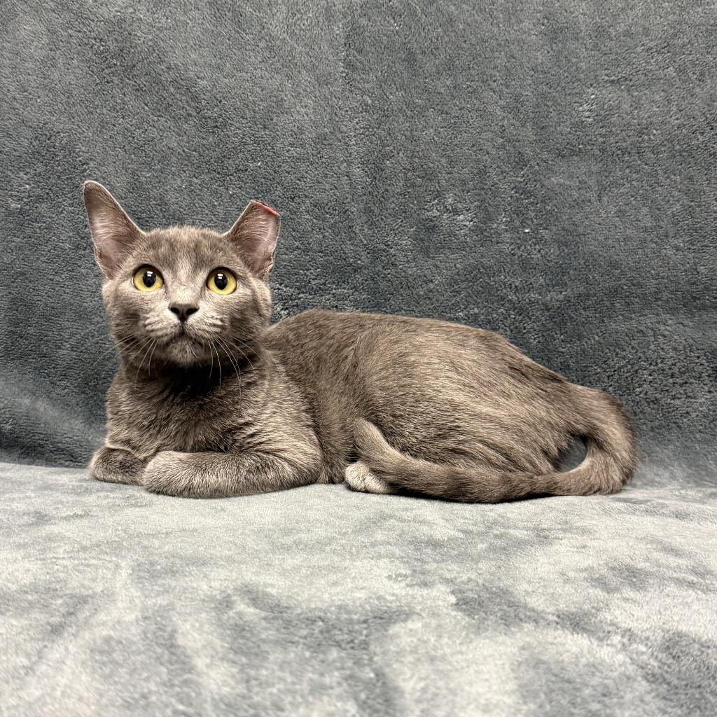 Felidae, a Adoptable mixed breed in Brenham, TX image 2/6