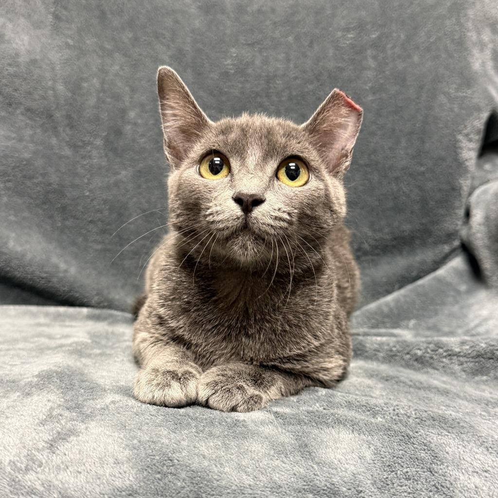 Felidae, a Adoptable mixed breed in Brenham, TX image 3/6