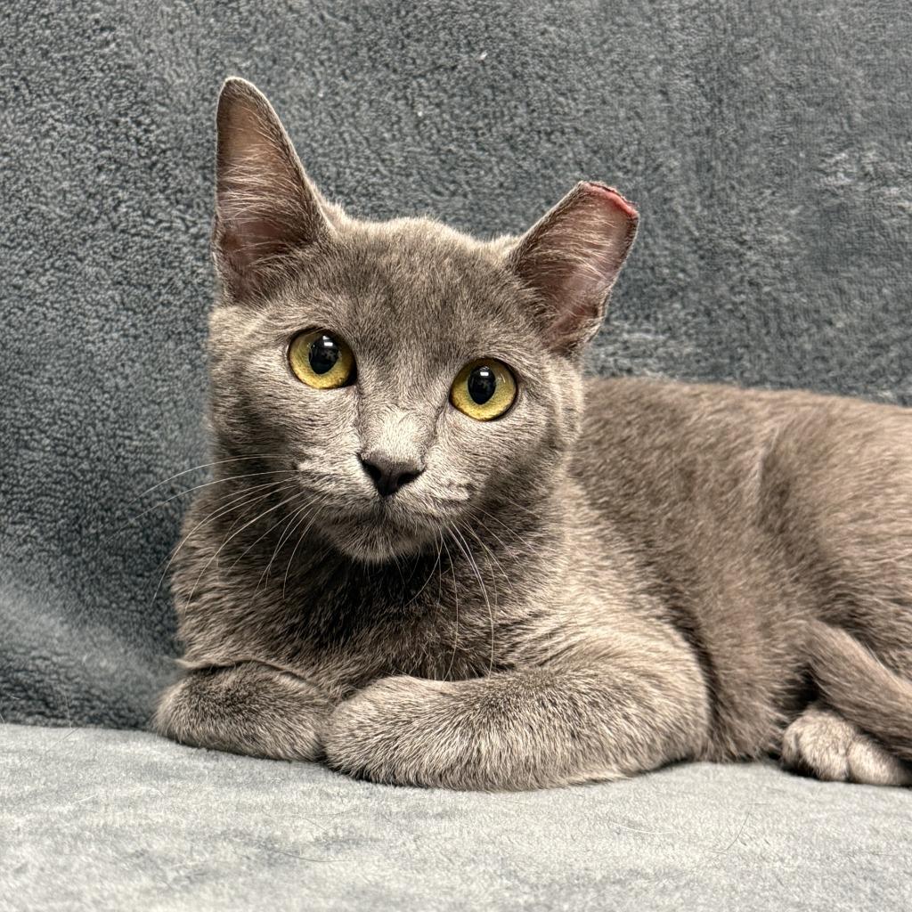 Felidae, a Adoptable mixed breed in Brenham, TX image 5/6