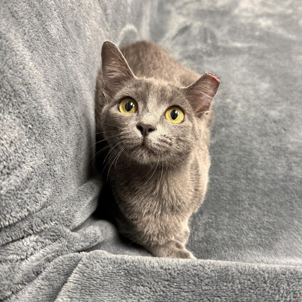 Felidae, a Adoptable mixed breed in Brenham, TX image 6/6