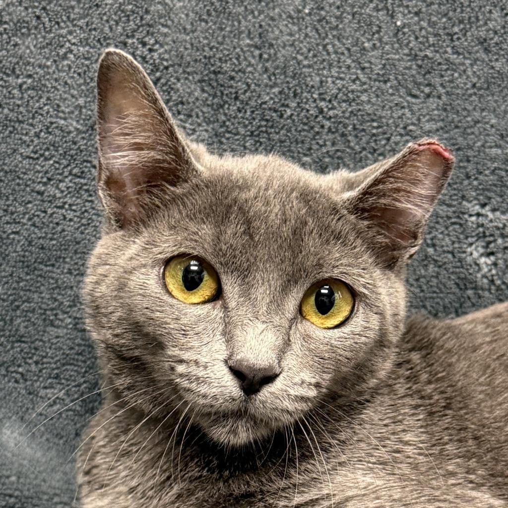 Felidae, a Adoptable mixed breed in Brenham, TX image 1/6
