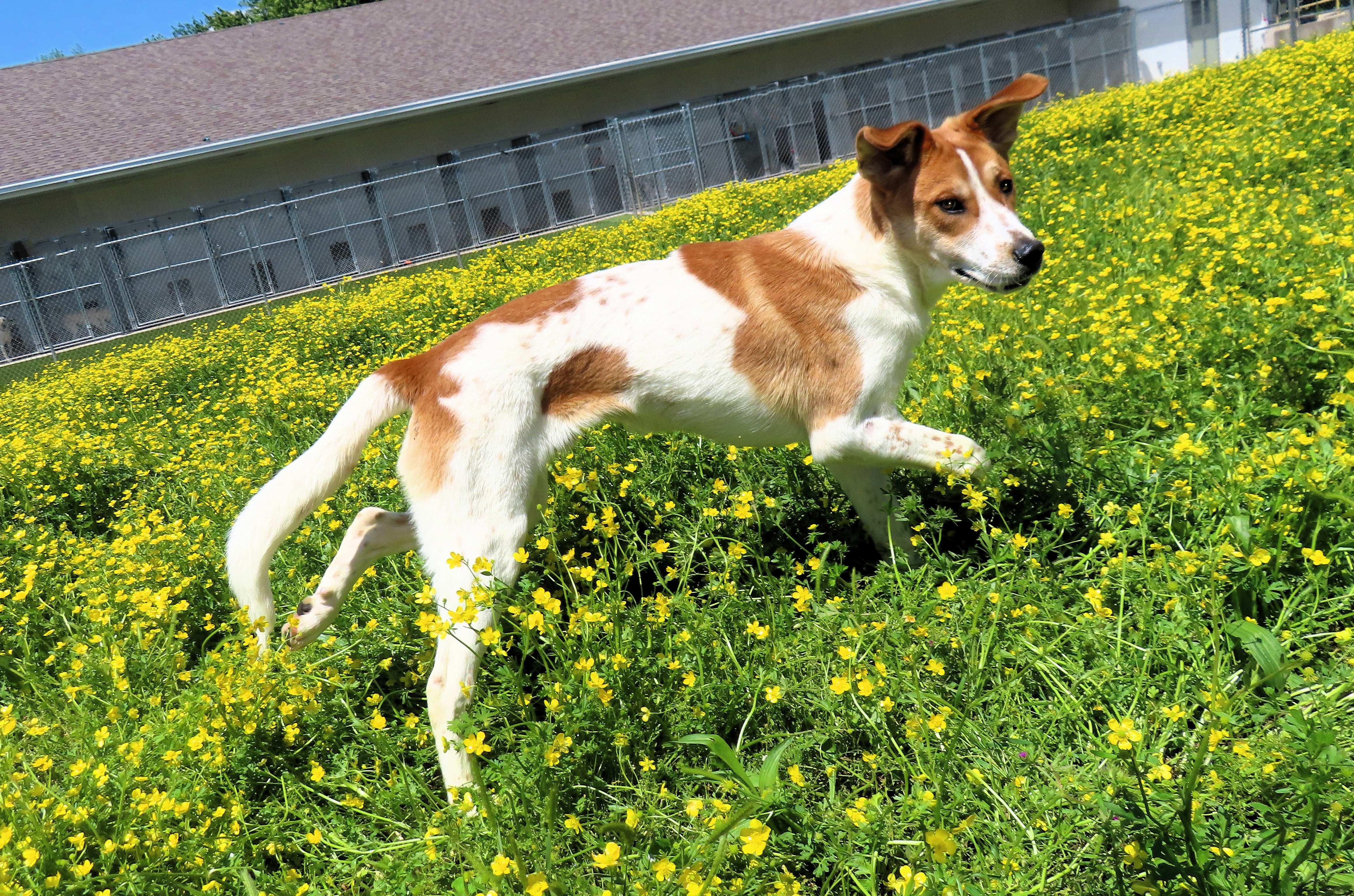 Joey 7142, Adoptable, Young Male Brittany Spaniel & Labrador Retriever.