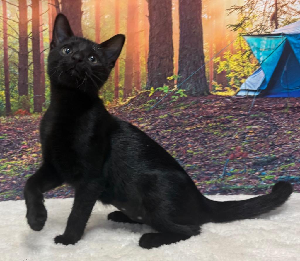 Enlarge Laverne, a ADOPTABLE Domestic Short Hair in Amery, WI image 2/3