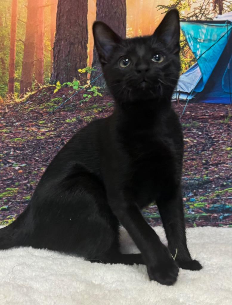 Enlarge Laverne, a ADOPTABLE Domestic Short Hair in Amery, WI image 3/3