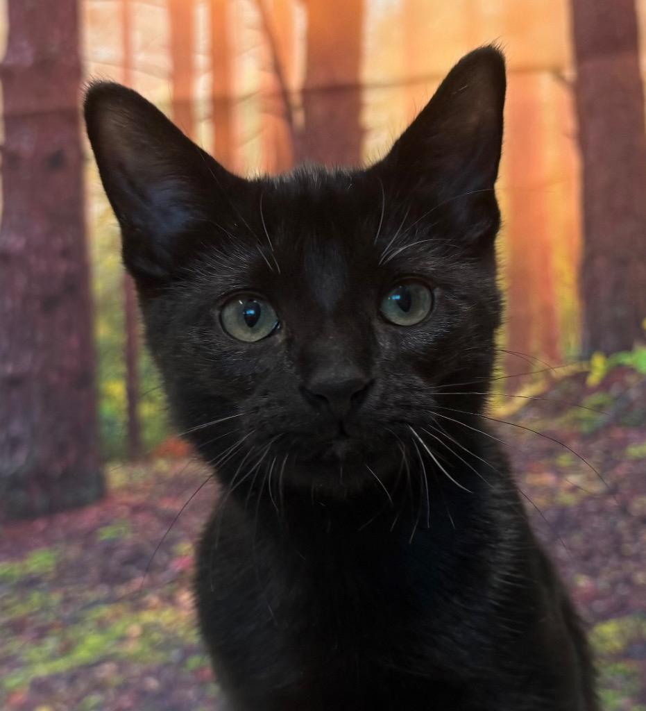 Laverne, ADOPTABLE, Kitten Female Domestic Short Hair.