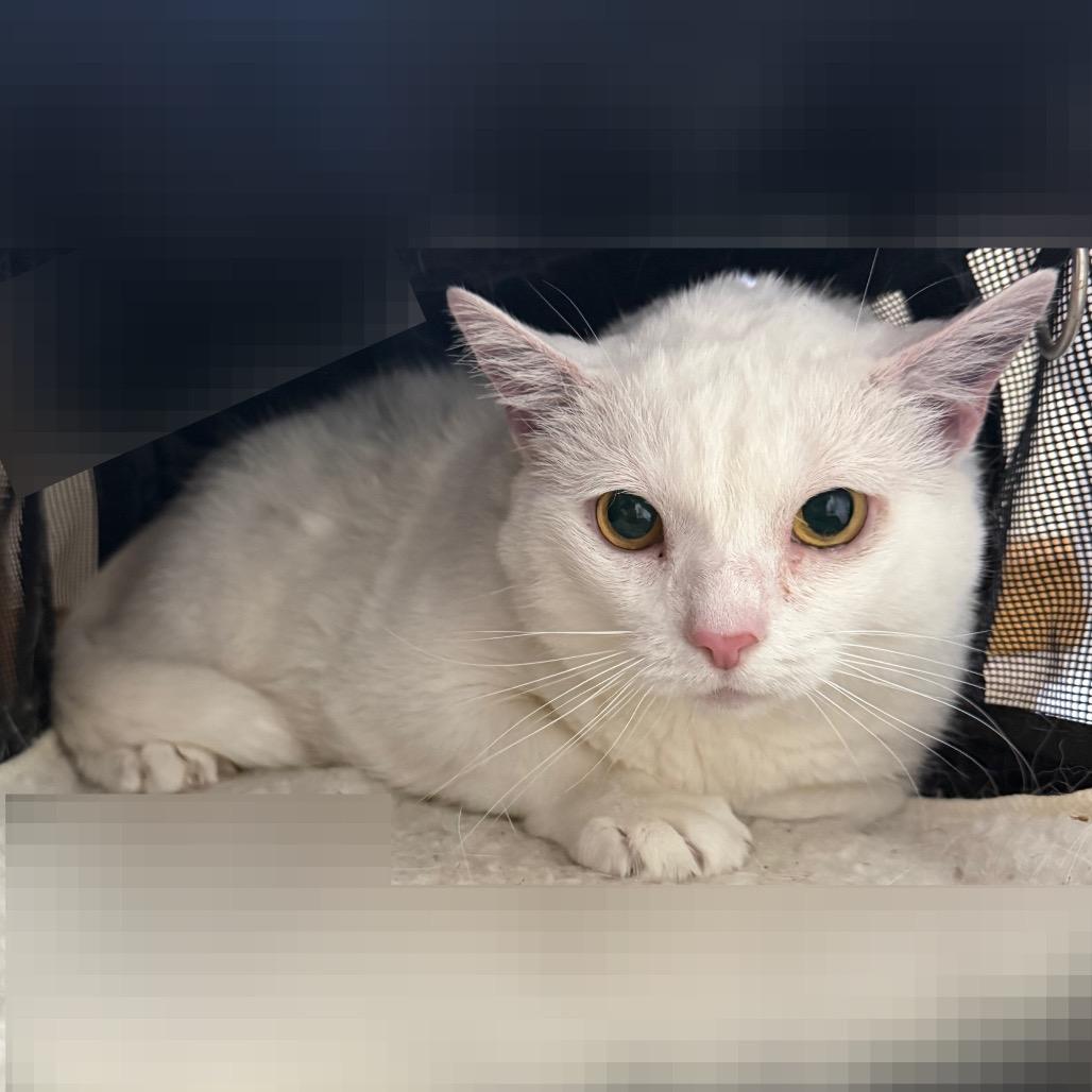 Keanu, Adoptable, Senior Male Domestic Short Hair.