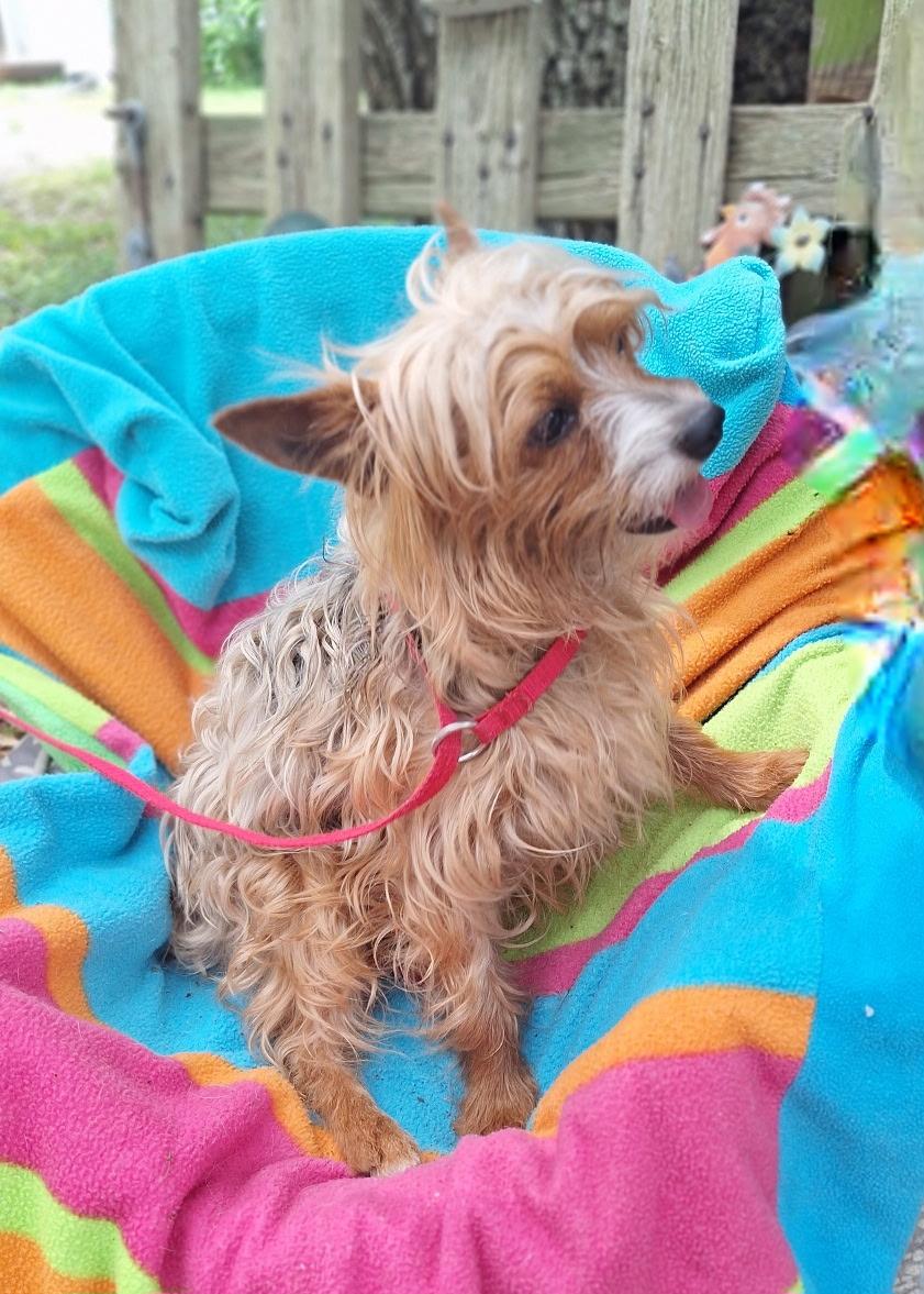 Taurino MV14332-T , adoptable, Adult Male Yorkshire Terrier.