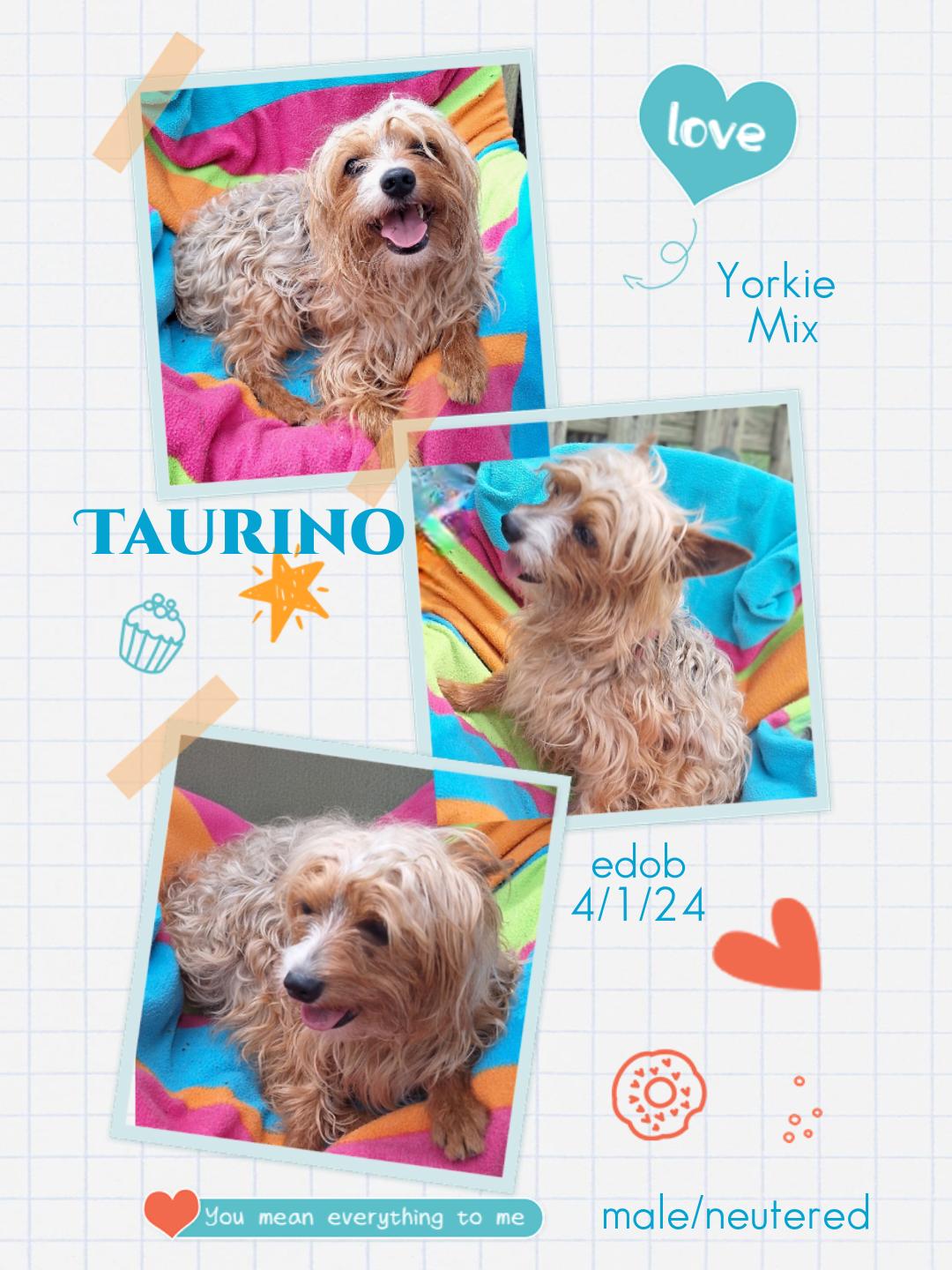Enlarge Taurino MV14332-T , an adoptable mixed breed in Marysville, WA image 2/4