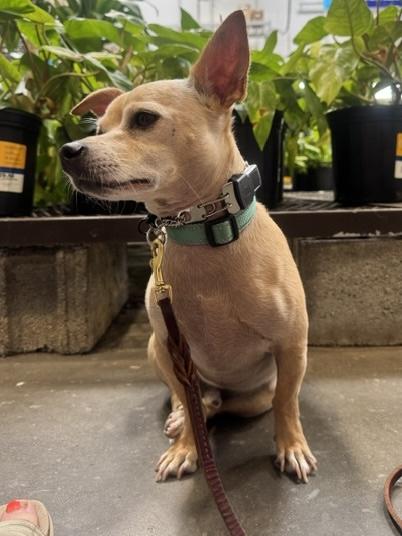 Macho, ADOPTABLE, Adult Male Chihuahua.