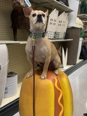 Macho, a ADOPTABLE Chihuahua in Glen Allen, VA image 2/2