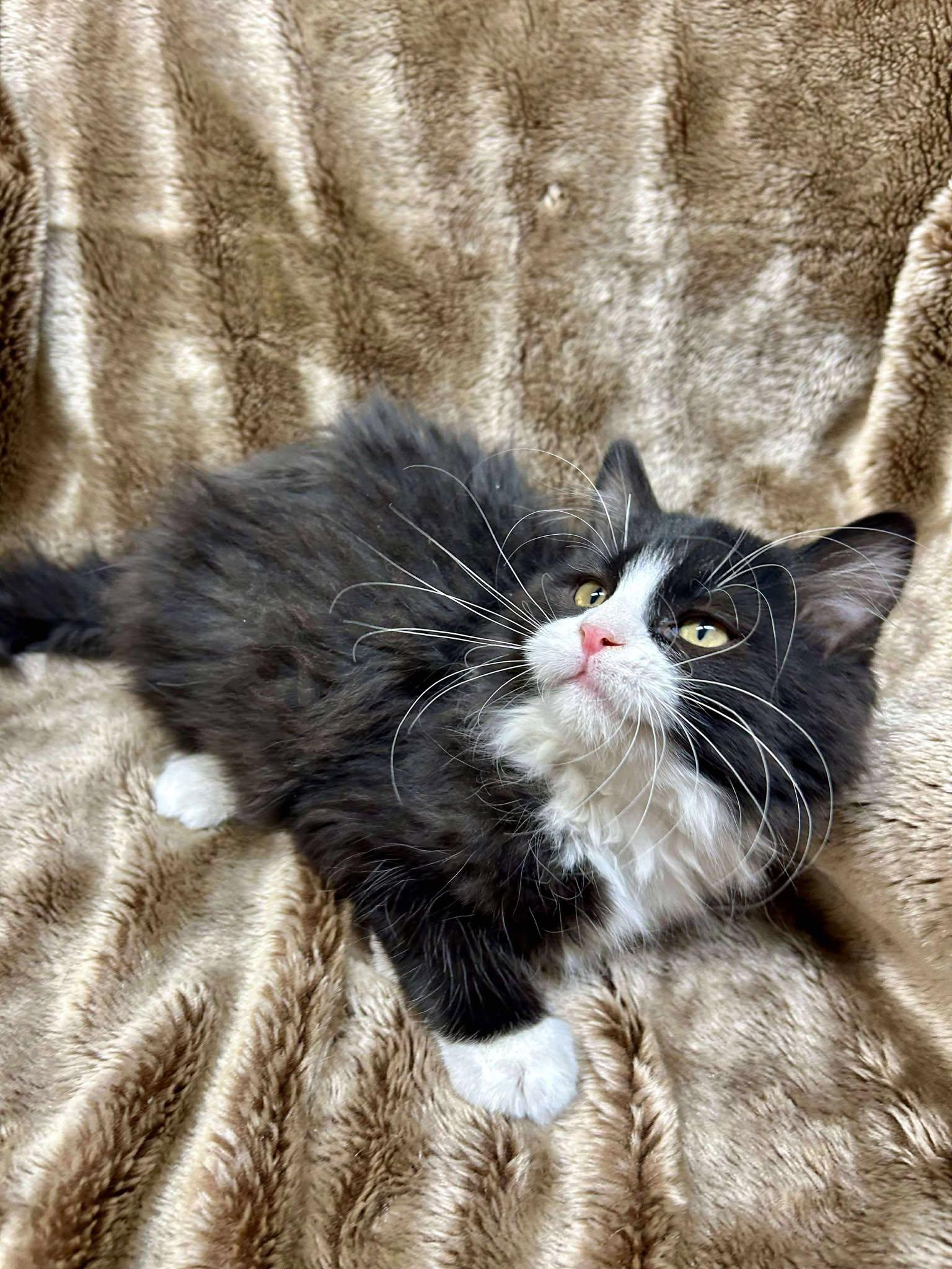 Enlarge Paulo, an adopted Domestic Medium Hair in Alexandria, MN image 3/3