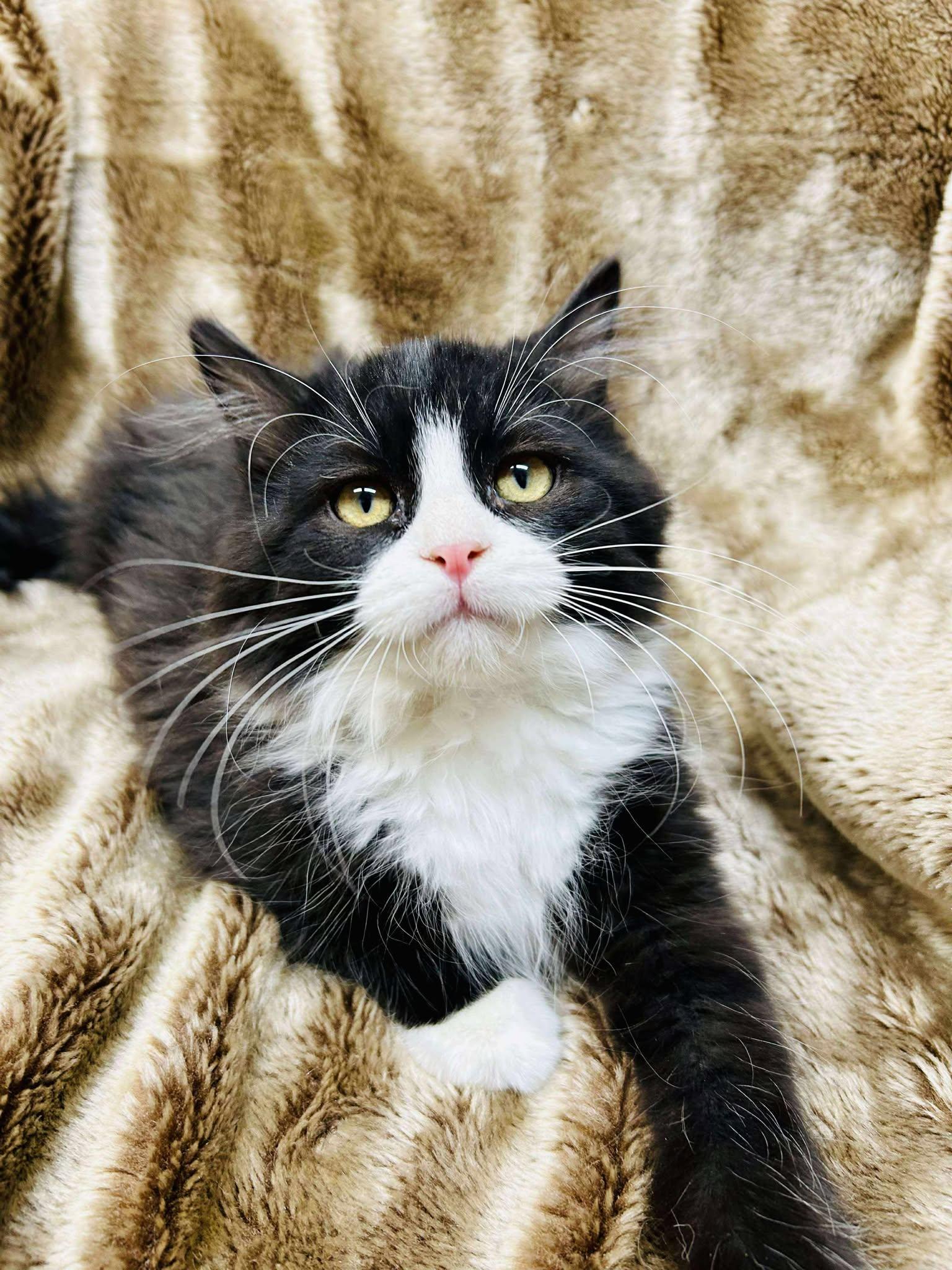 Enlarge Paulo, an adopted Domestic Medium Hair in Alexandria, MN image 1/3