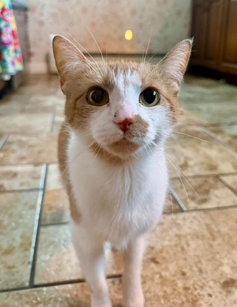 Hazel, Adoptable, Young Female Domestic Short Hair.