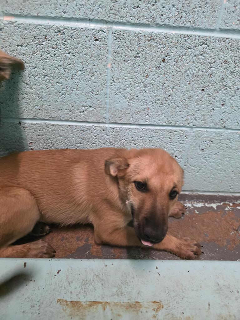 Arizona, Adoptable, Puppy Female Mixed Breed.