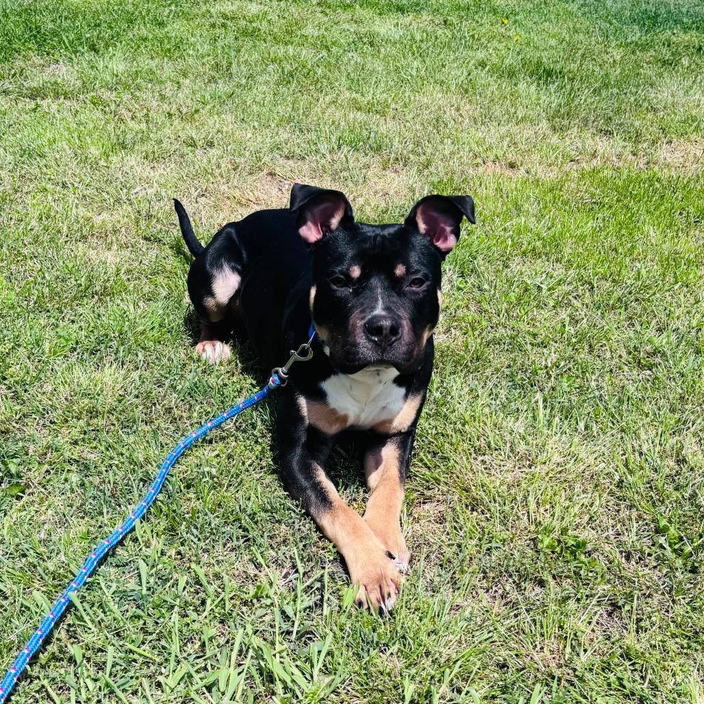 Enlarge PJ, a Adoptable mixed breed in Rochester, MN image 1/6