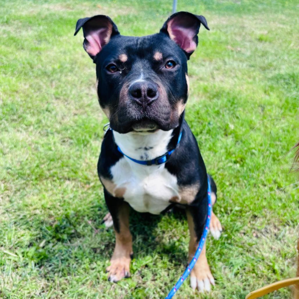 Enlarge PJ, a Adoptable mixed breed in Rochester, MN image 2/6