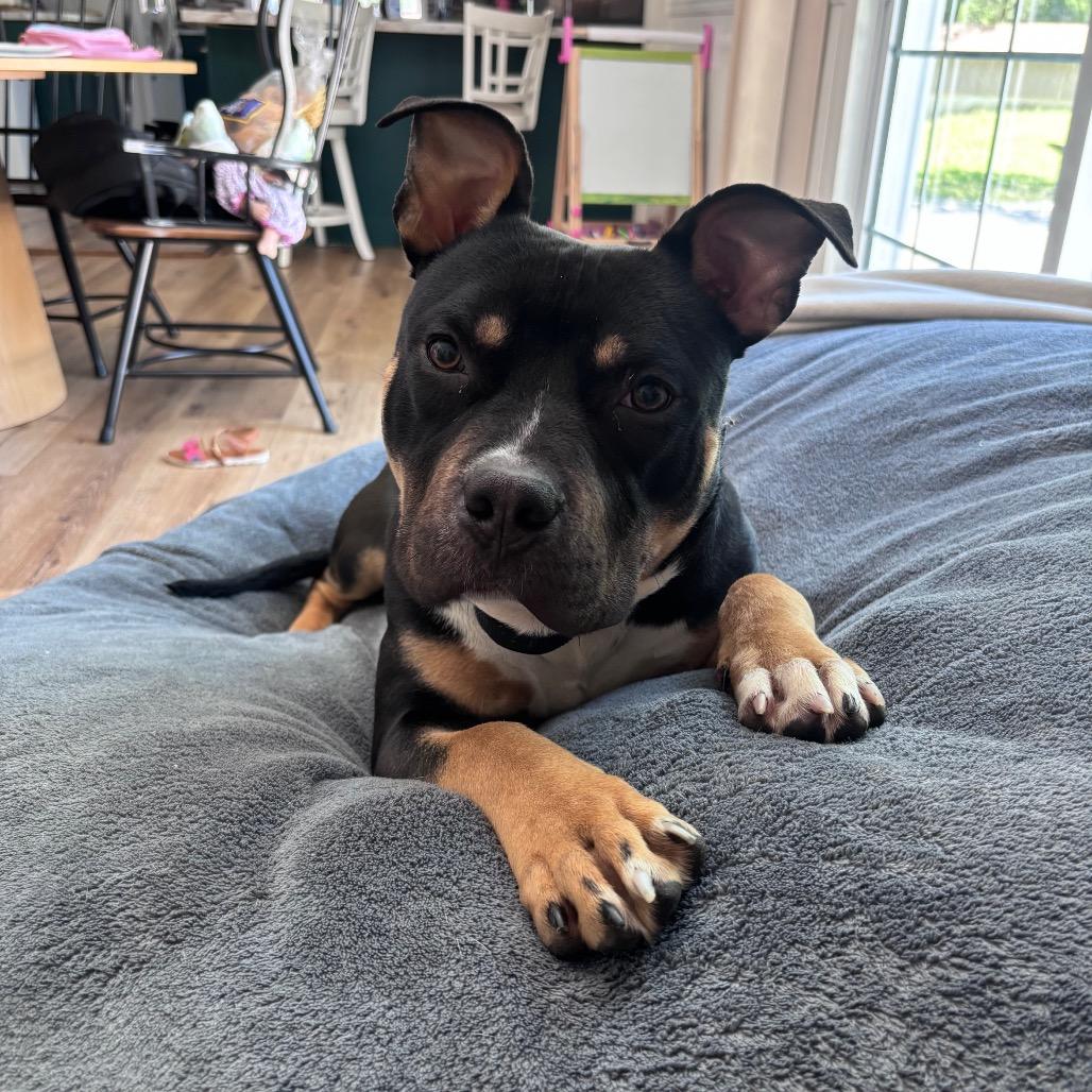 Enlarge PJ, a Adoptable mixed breed in Rochester, MN image 3/6