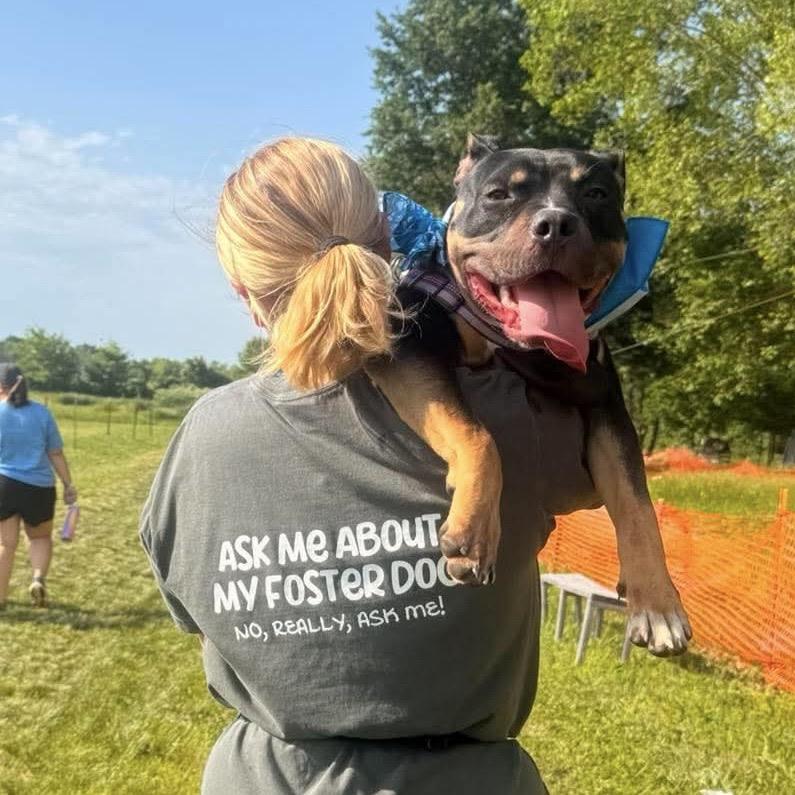 Enlarge PJ, a Adoptable mixed breed in Rochester, MN image 4/6