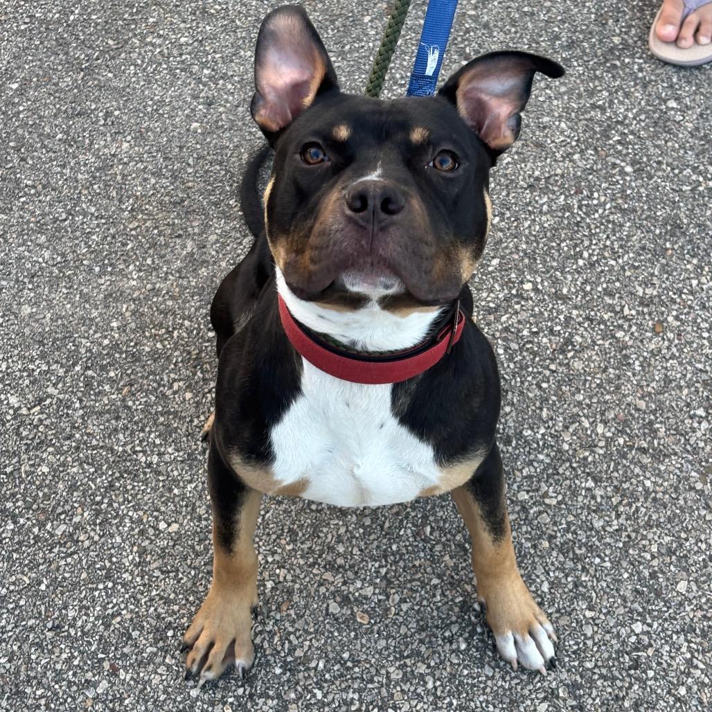 Enlarge PJ, a Adoptable mixed breed in Rochester, MN image 5/6