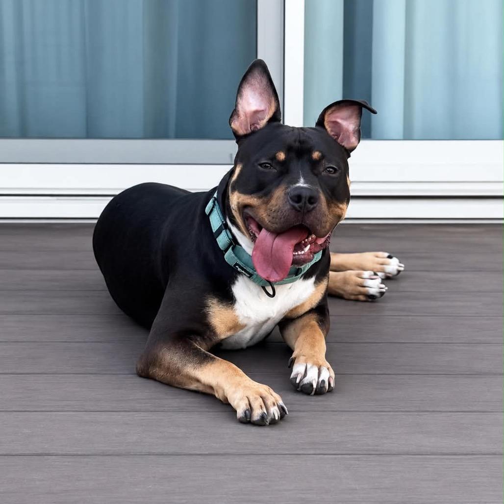 Enlarge PJ, a Adoptable mixed breed in Rochester, MN image 6/6