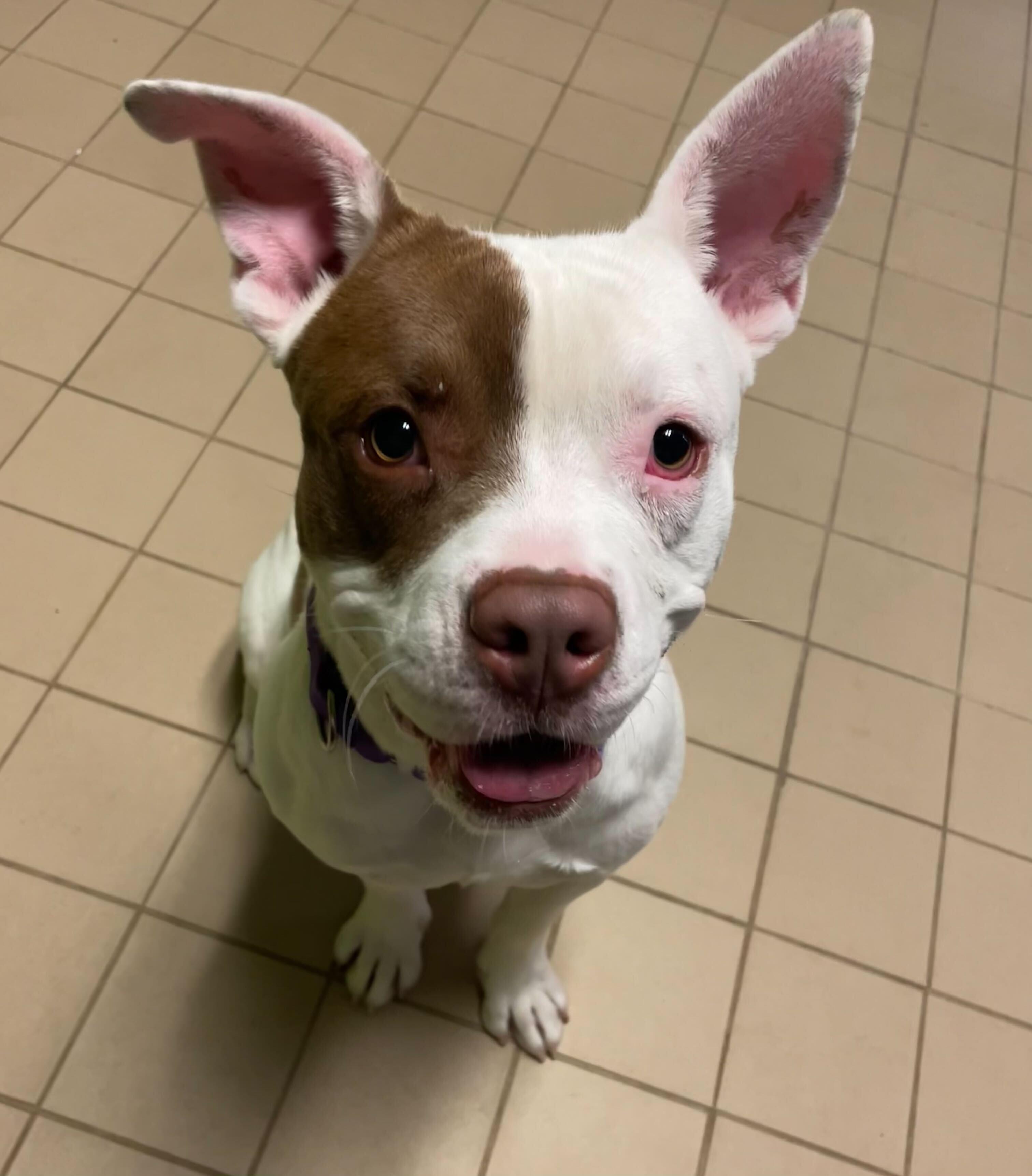 Hot Toddy, Adoptable, Young Male Mixed Breed.