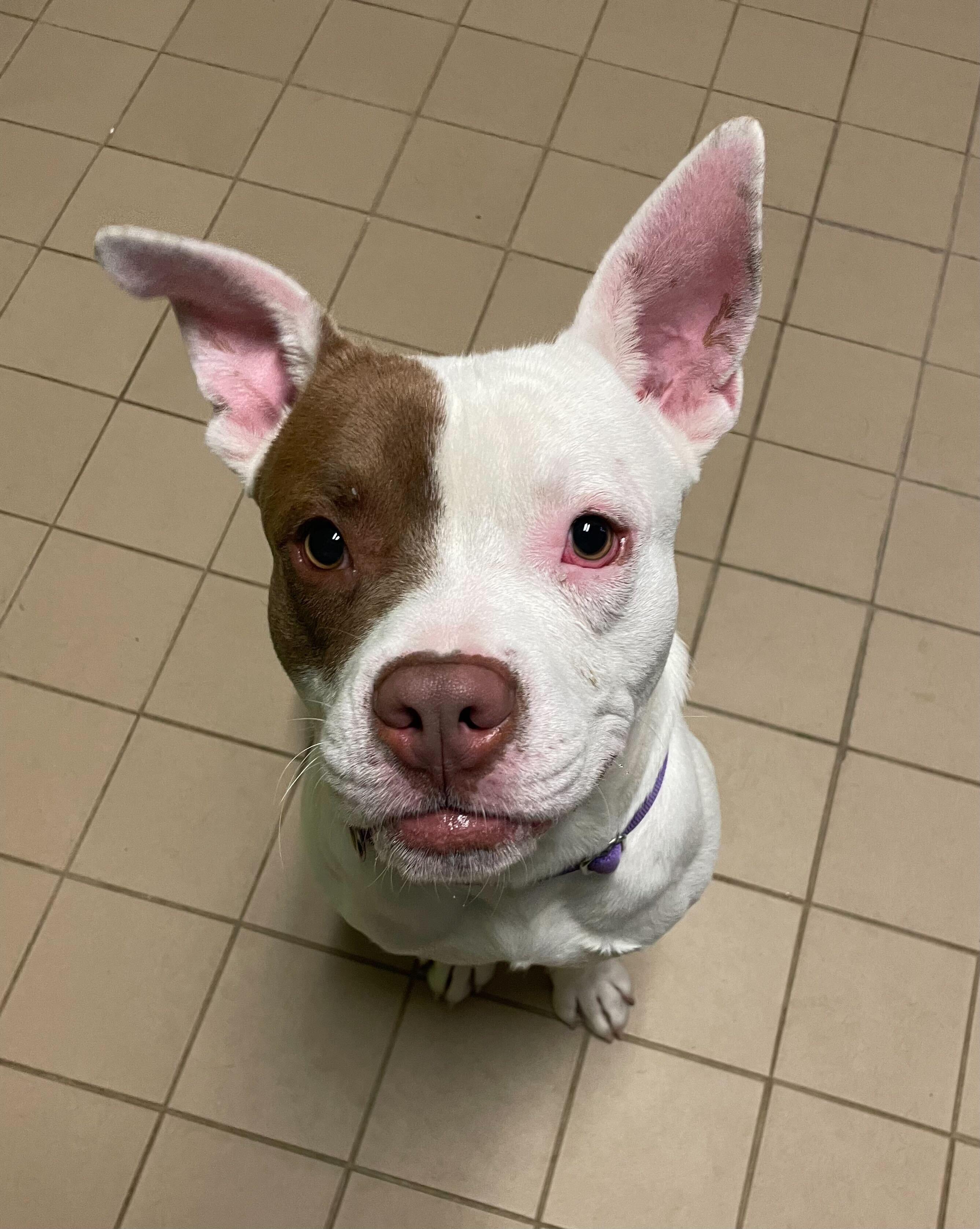 Enlarge Hot Toddy, a Adoptable Mixed Breed in Jackson, MI image 4/5