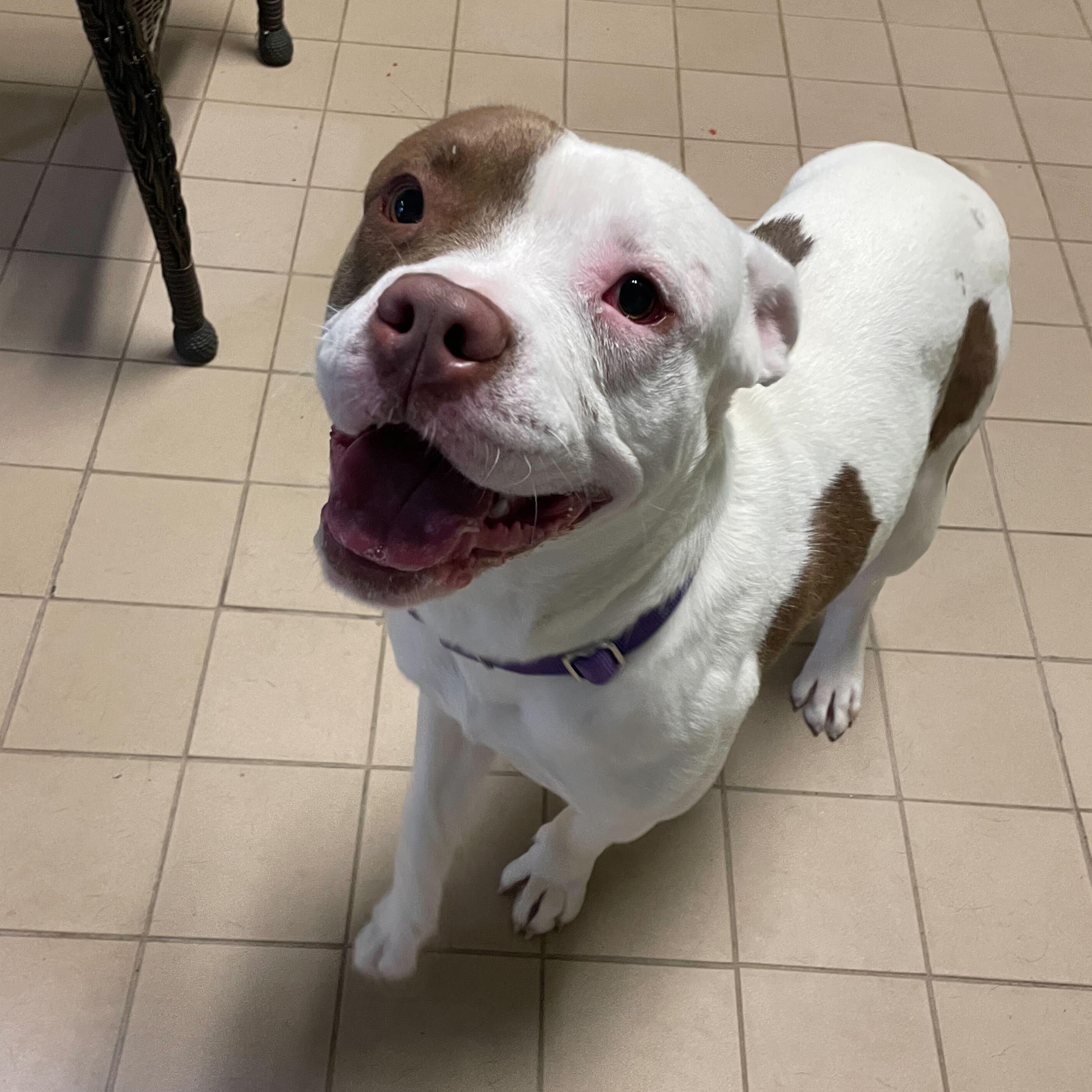 Enlarge Hot Toddy, a Adoptable Mixed Breed in Jackson, MI image 5/5