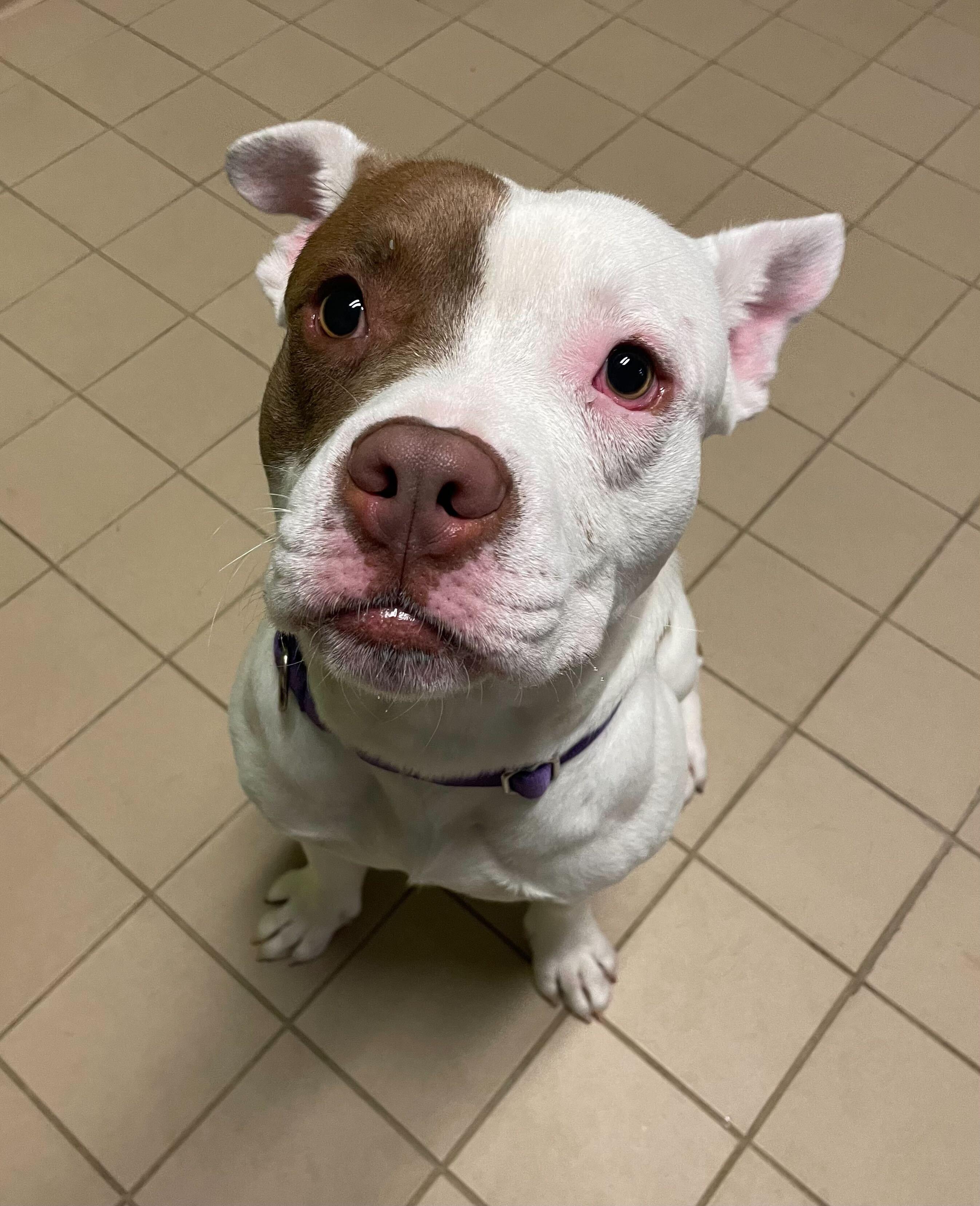 Enlarge Hot Toddy, a Adoptable Mixed Breed in Jackson, MI image 3/5