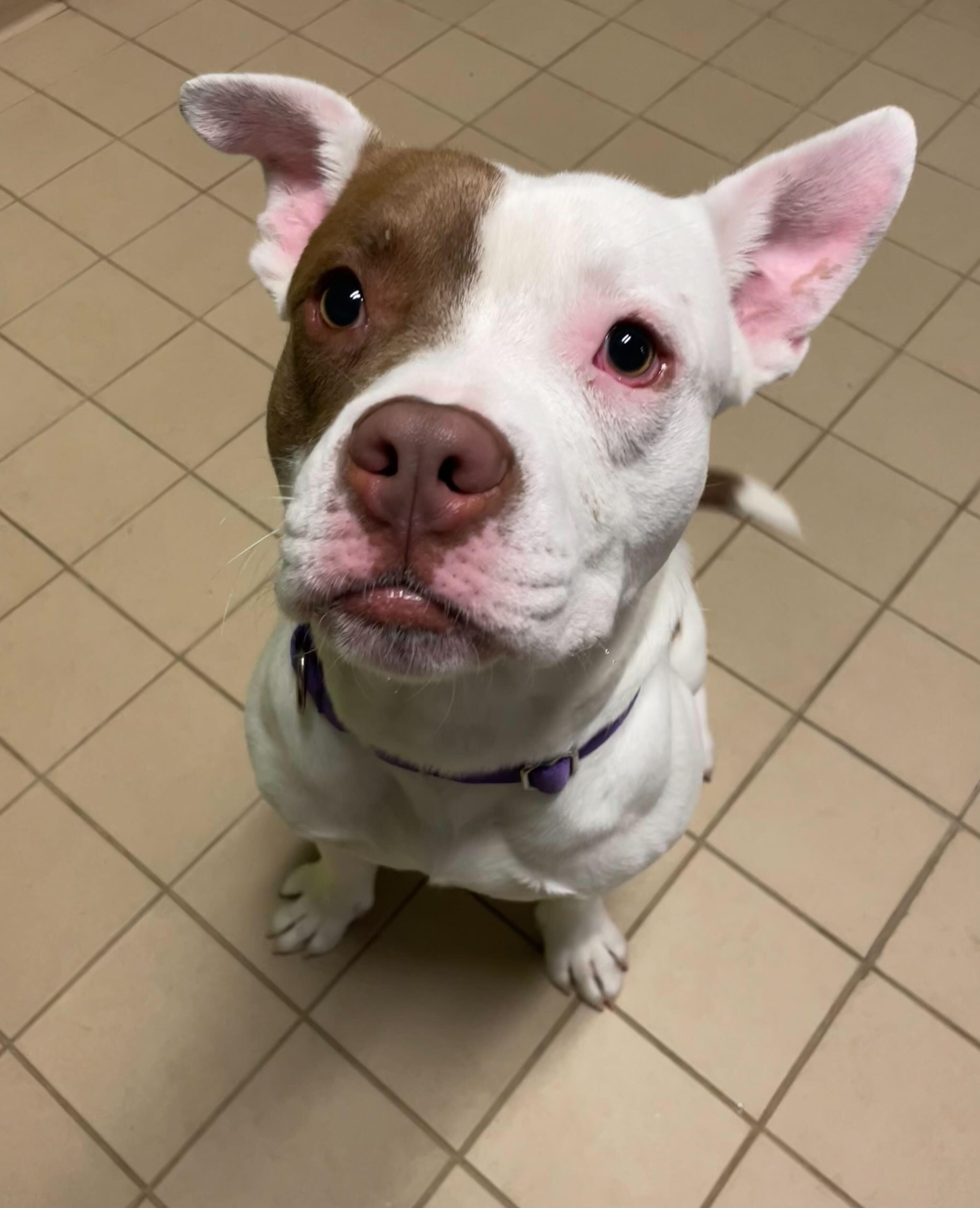 Enlarge Hot Toddy, a Adoptable Mixed Breed in Jackson, MI image 2/5