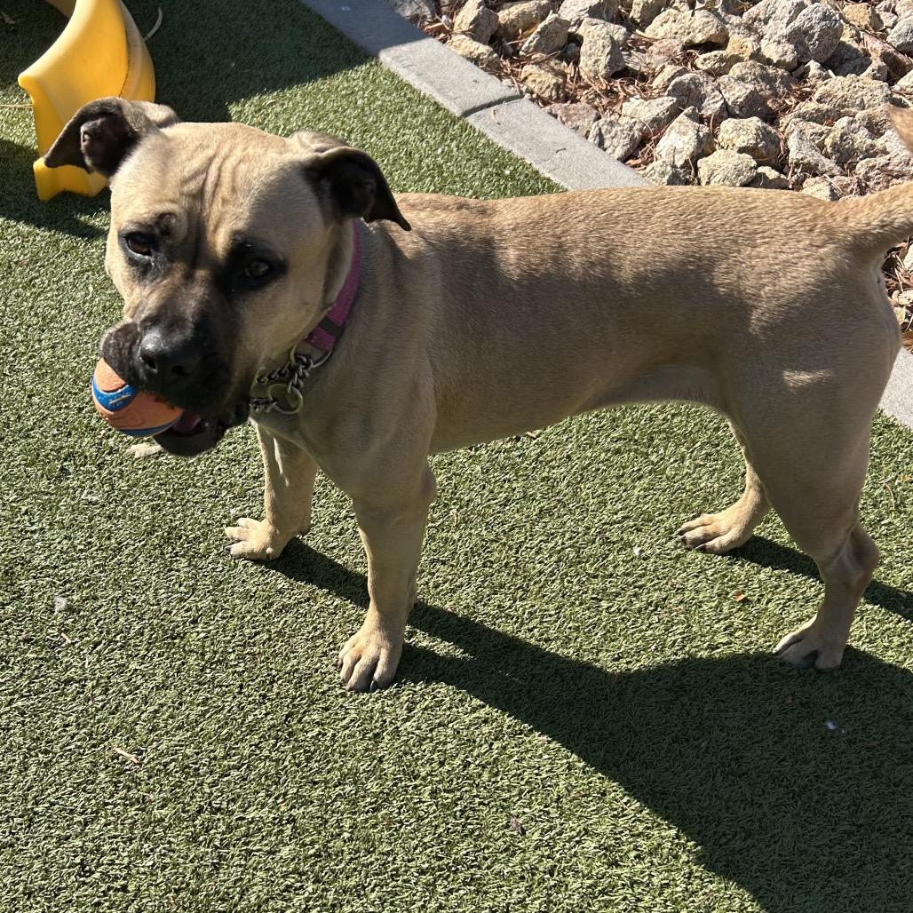 May, Adoptable, Adult Female Shepherd & Black Mouth Cur.