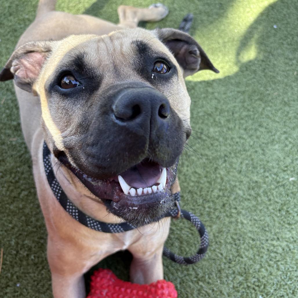 Enlarge May, a Adoptable mixed breed in Phoenix, AZ image 2/6
