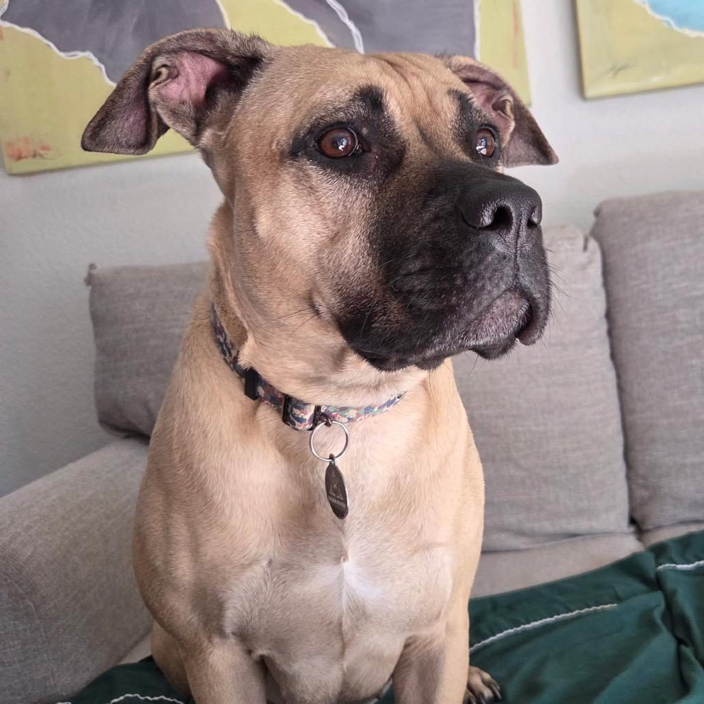 Enlarge May, a Adoptable mixed breed in Phoenix, AZ image 3/6