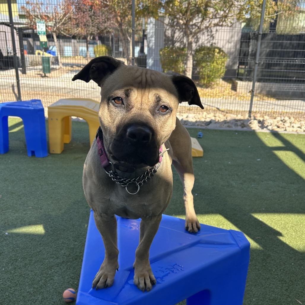 Enlarge May, a Adoptable mixed breed in Phoenix, AZ image 4/6