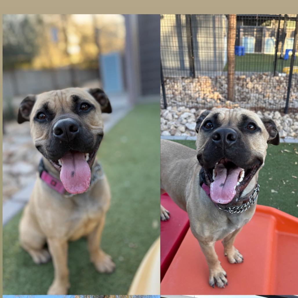 Enlarge May, a Adoptable mixed breed in Phoenix, AZ image 5/6