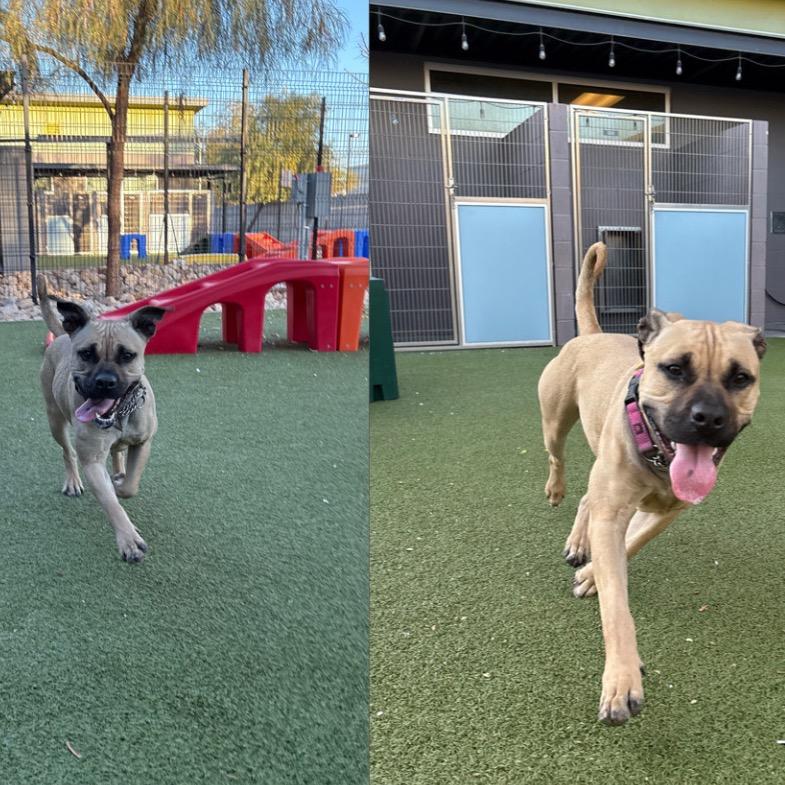 Enlarge May, a Adoptable mixed breed in Phoenix, AZ image 6/6