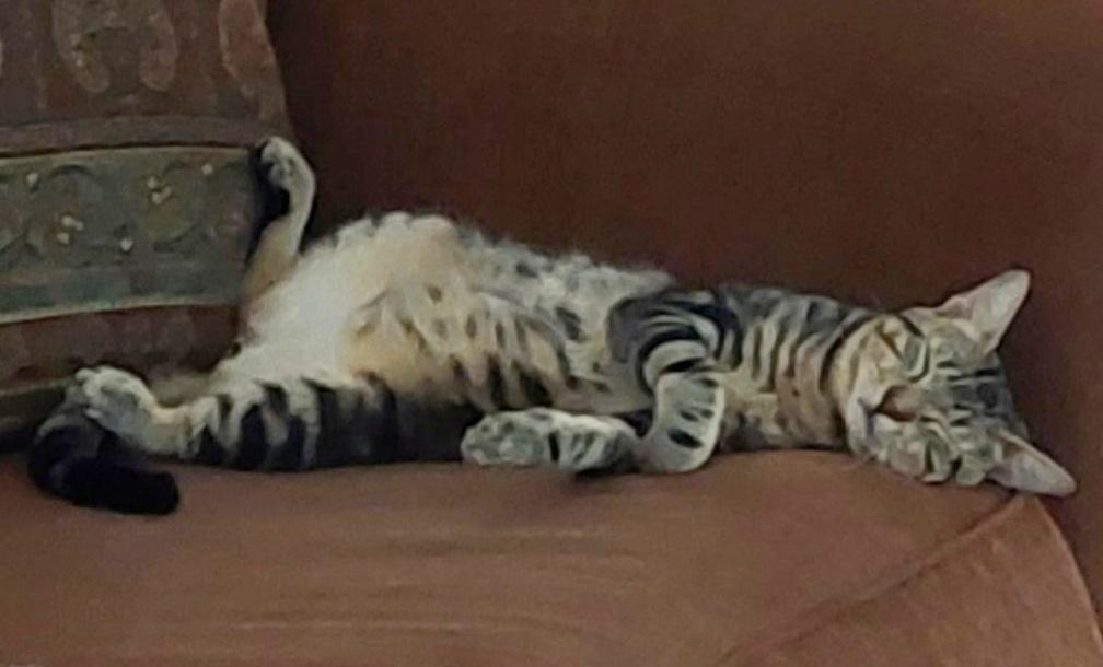 Enlarge Winston - Handsome marble tabby boy, a Adoptable Domestic Short Hair in League City, TX image 3/3