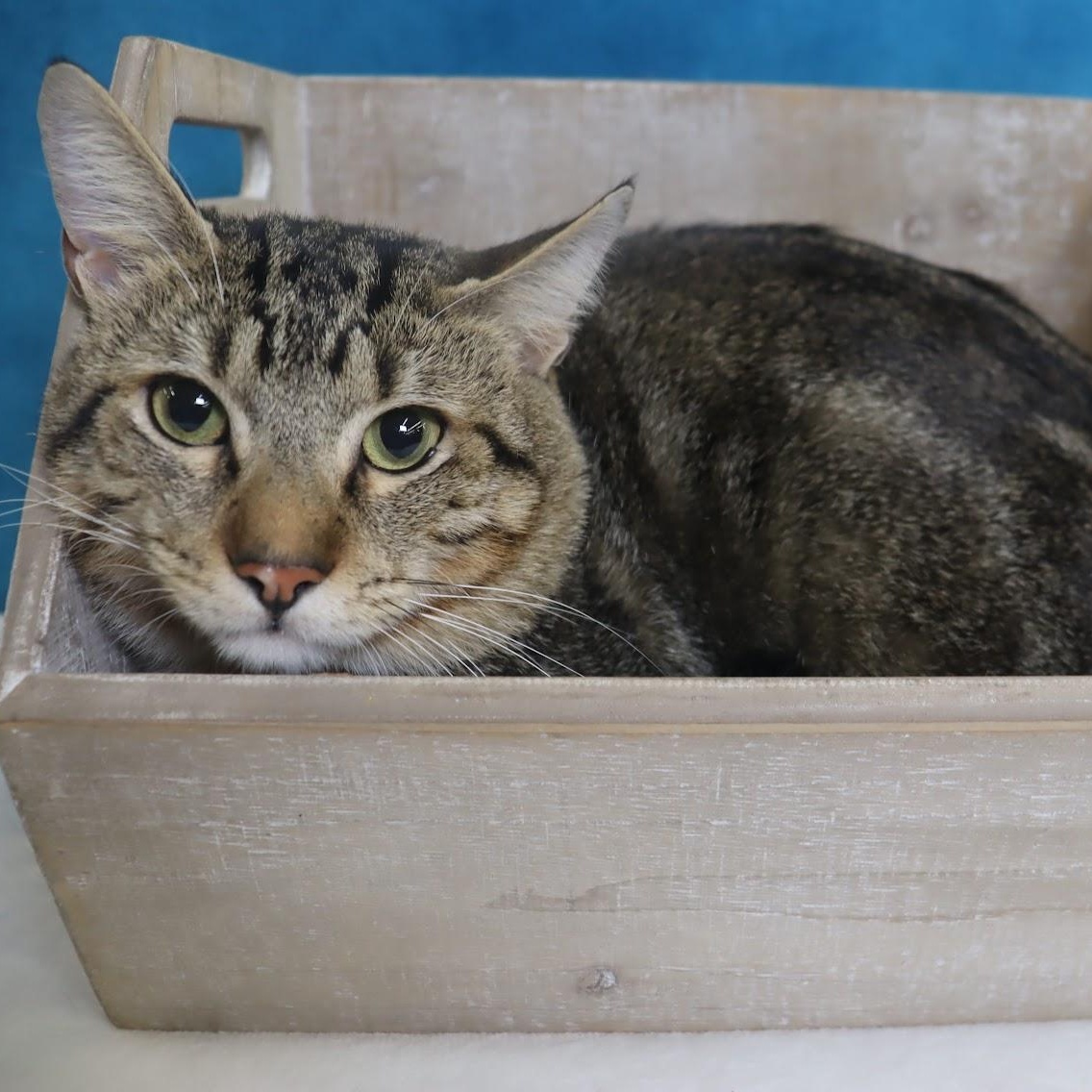 Enlarge Winston - Handsome marble tabby boy, a Adoptable Domestic Short Hair in League City, TX image 1/3
