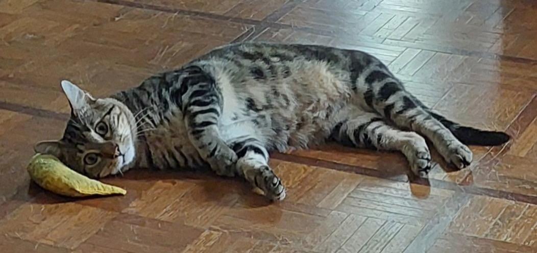 Enlarge Winston - Handsome marble tabby boy, a Adoptable Domestic Short Hair in League City, TX image 2/3