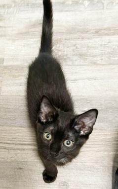 Enlarge Phallon, a ADOPTABLE Domestic Short Hair in Fair Oaks, CA image 2/2