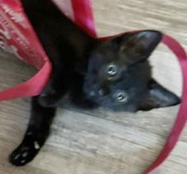 Enlarge Phallon, a ADOPTABLE Domestic Short Hair in Fair Oaks, CA image 1/2