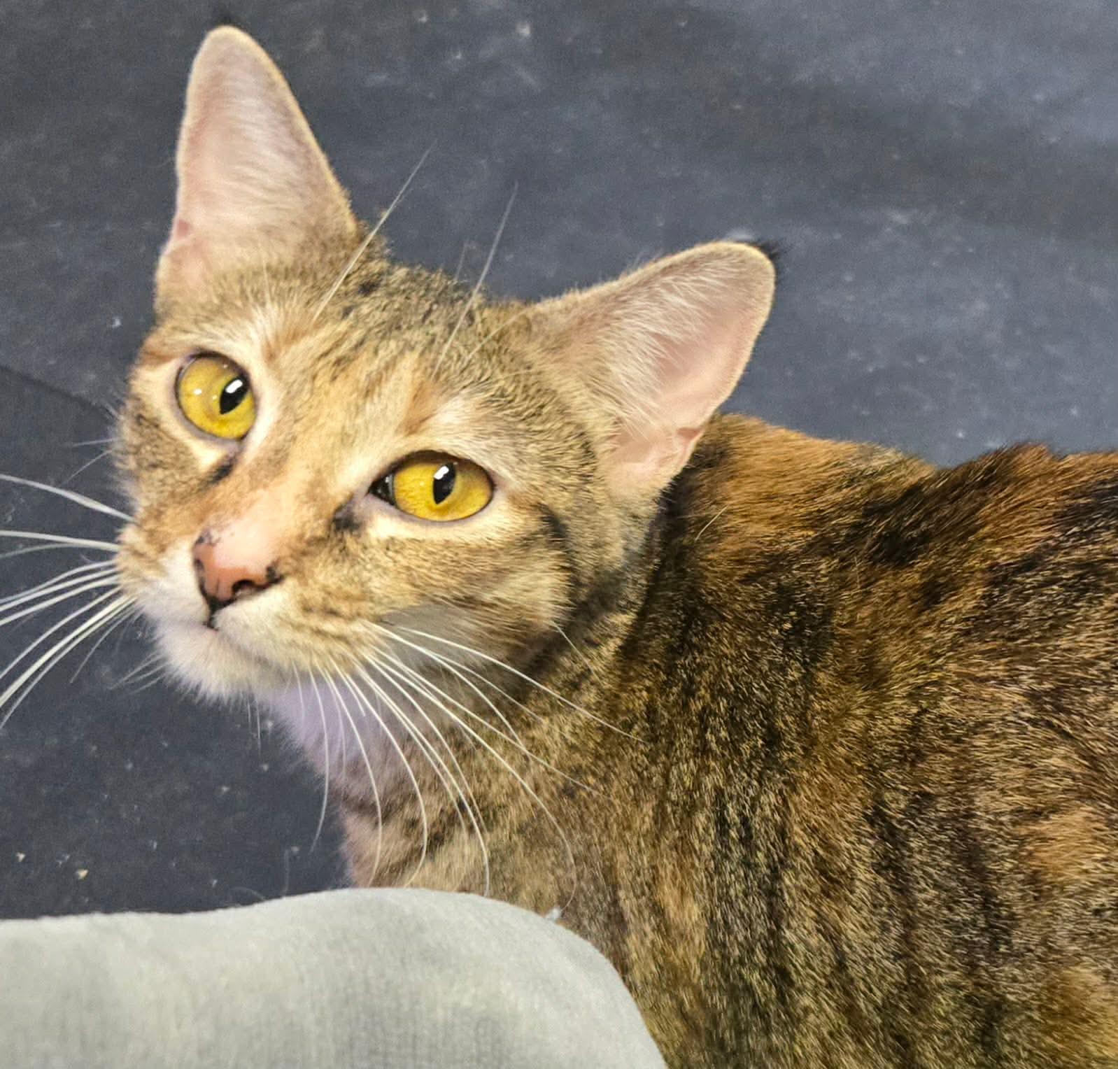 Monica, ADOPTABLE, Young Female Domestic Short Hair.