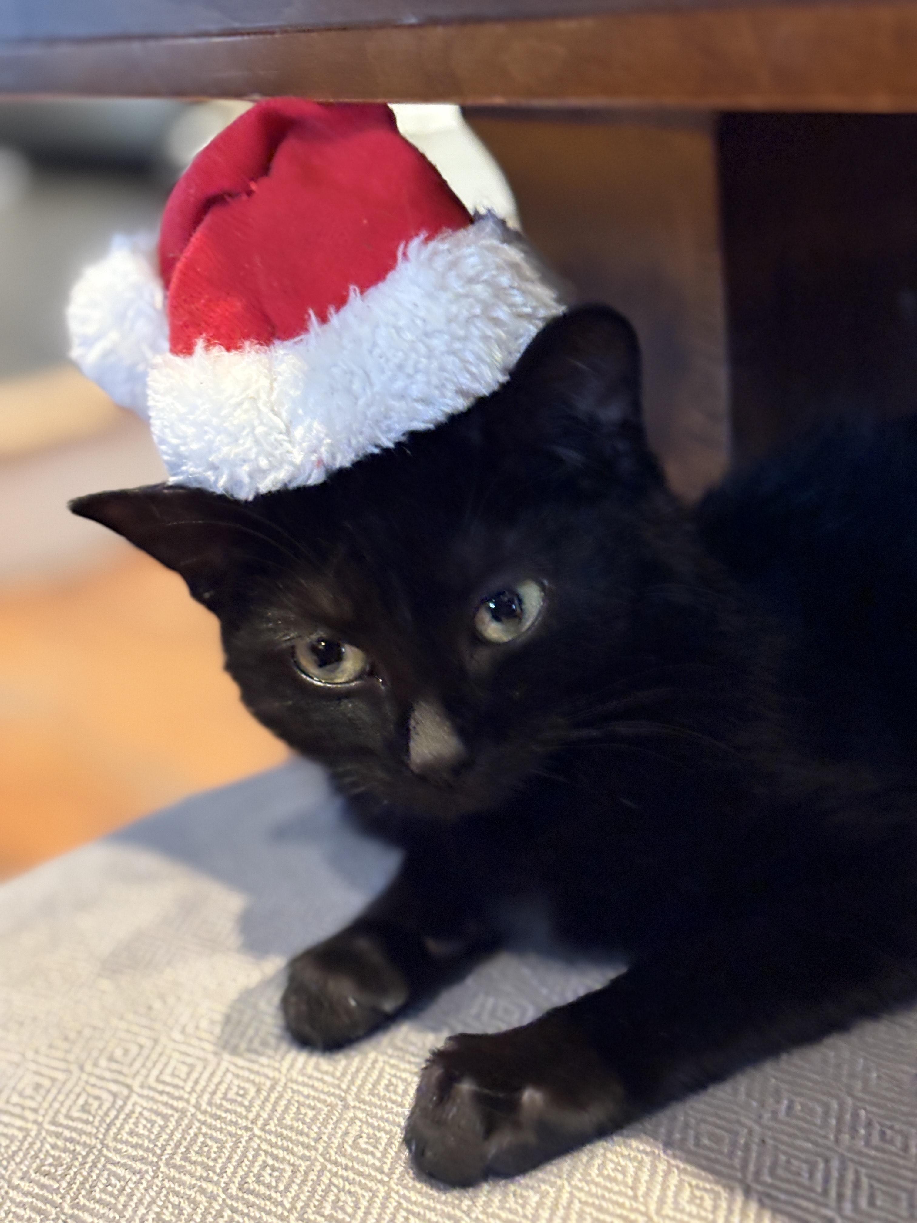 Enlarge Willie, a ADOPTABLE Domestic Short Hair in Brantford, ON image 4/6