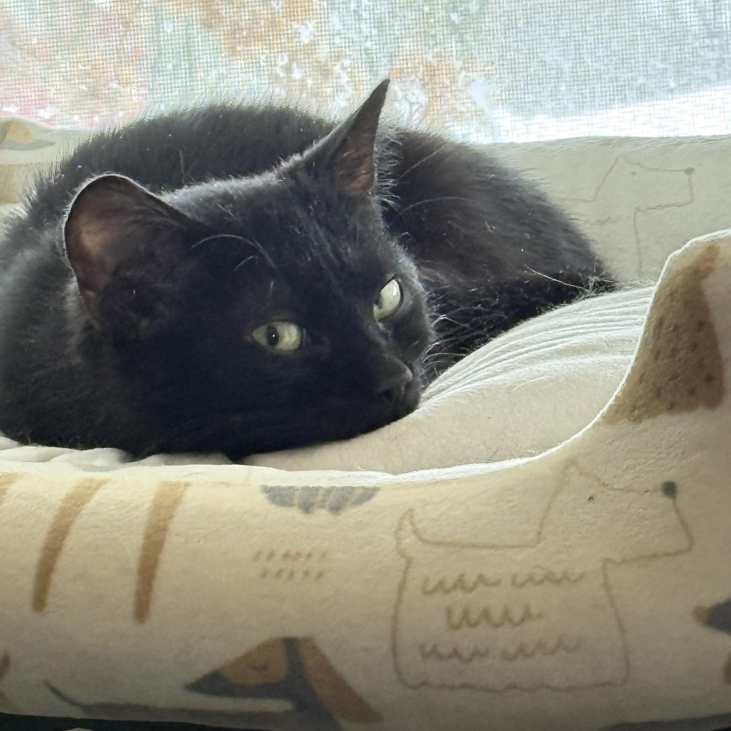 Enlarge Willie, a ADOPTABLE Domestic Short Hair in Brantford, ON image 6/6