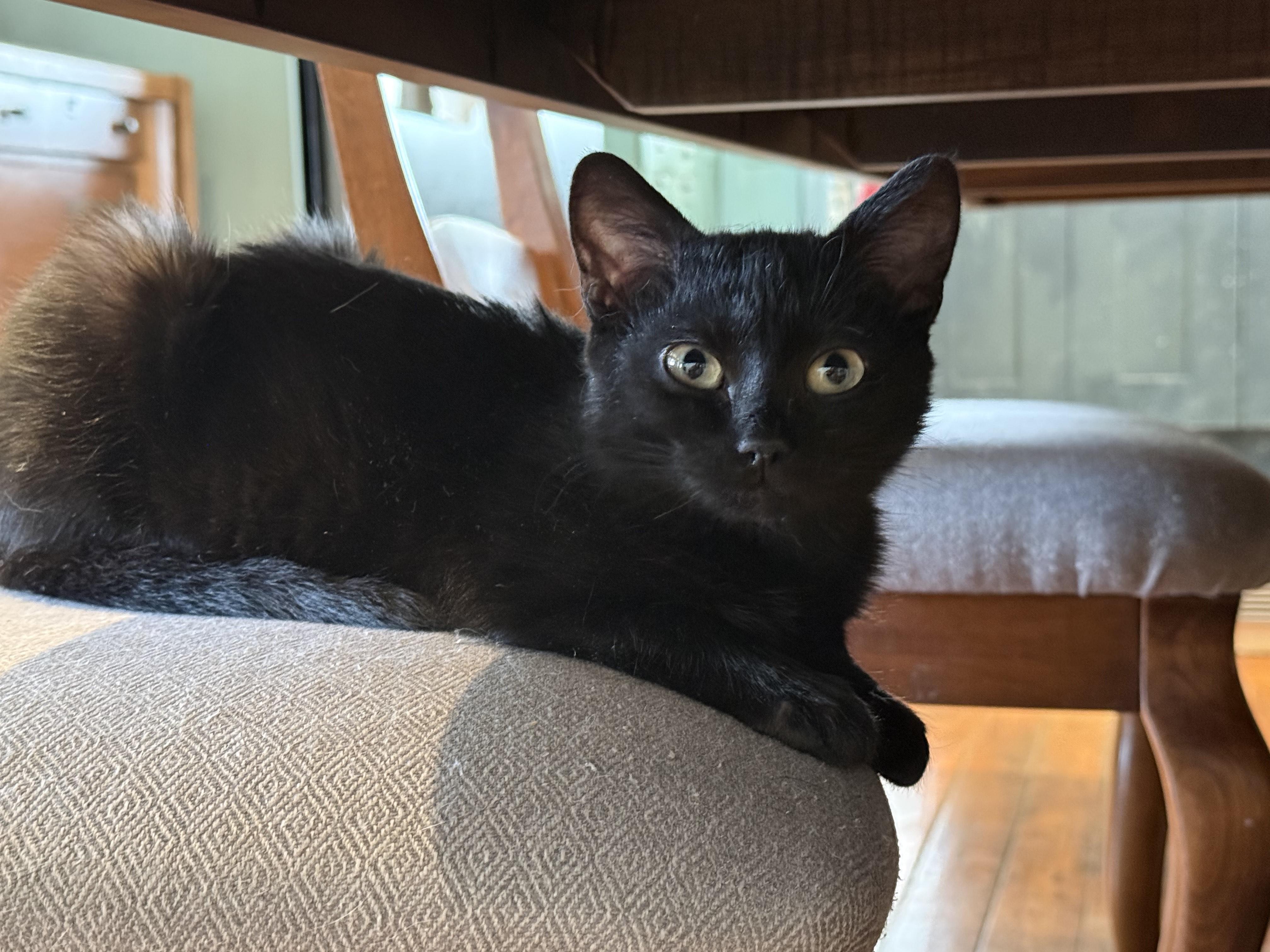 Enlarge Willie, a ADOPTABLE Domestic Short Hair in Brantford, ON image 2/6